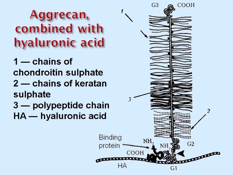 Aggrecan, combined with hyaluronic acid 1 — chains of chondroitin sulphate 2 — chains
